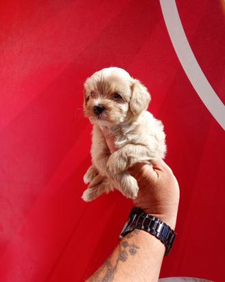 Maltipoo toy