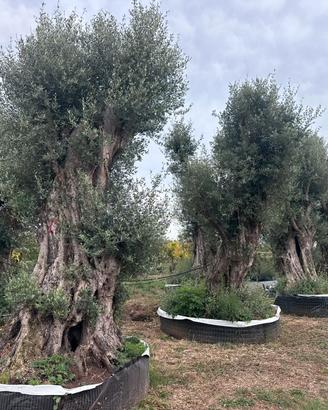 Piante di ulivo secolari