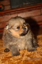 Cucciolo pomerania nano Spitz