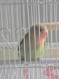 Inseparabile + Gabbia completa