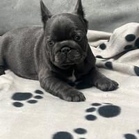 Cucciola di bulldog francese blu