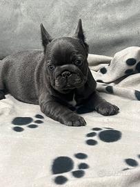 Cucciola di bulldog francese blu