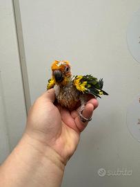 Pulli conuri del sole