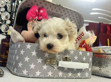 Cuccioli di maltese
