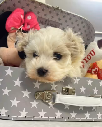 Cuccioli di maltese