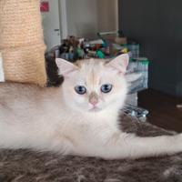 British shorthair Yuki 600 euro
