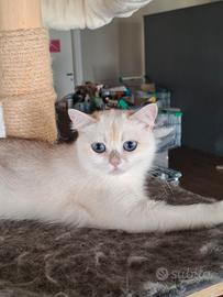 British shorthair Yuki 600 euro