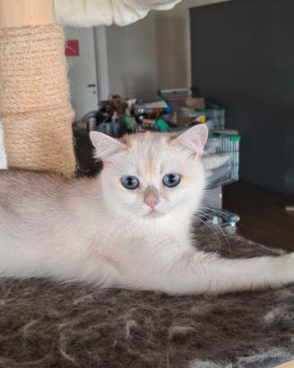 British shorthair Yuki 600 euro