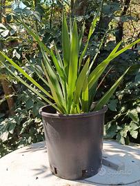 Yucca