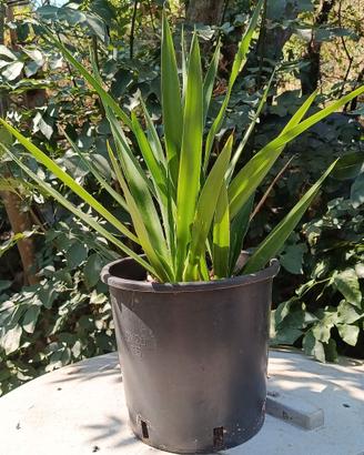 Yucca