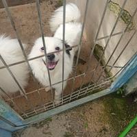 4 stupendi volpini taglia piccola in adozione