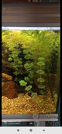 Piante acquario limnophila sessiliflora. 