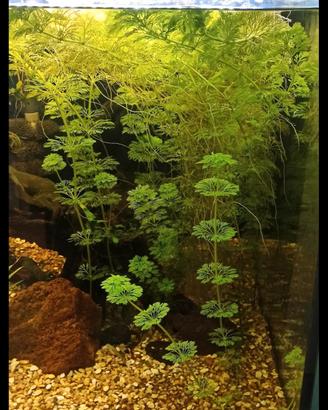 Piante acquario limnophila sessiliflora. 