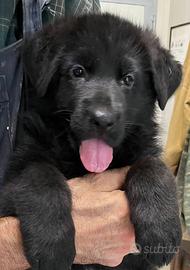 Pastore tedesco nero a pelo lungo