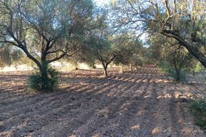 Oliveto dolianova