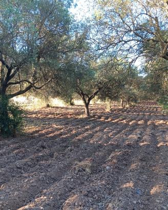 Oliveto dolianova