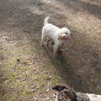 Si vende cane da tartufo