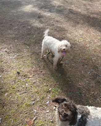 Si vende cane da tartufo
