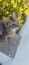 Gattina incrocio Norvegese e Siamese