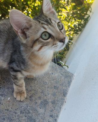 Gattina incrocio Norvegese e Siamese