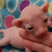 Cuccioli Sphynx ed Elf