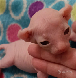 Cuccioli Sphynx ed Elf