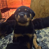 Cucciola di rottweiler