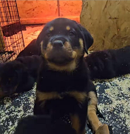 Cucciola di rottweiler