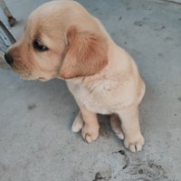 Cuccioli labrador