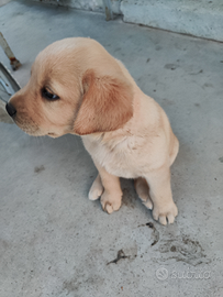 Cuccioli labrador