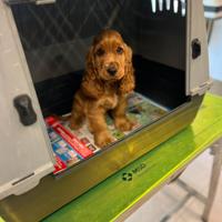 Cuccioli di Cocker Spaniel Rosso Fulvo