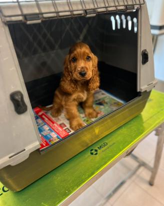 Cuccioli di Cocker Spaniel Rosso Fulvo