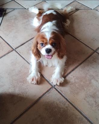 Cavalier King