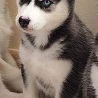 Cucciola Husky