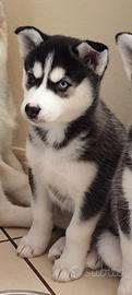 Cucciola Husky