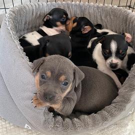 Pinscher toy
