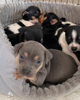 Pinscher toy