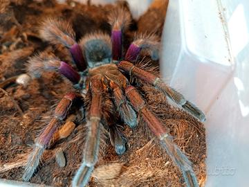 Pampobetheus mascara