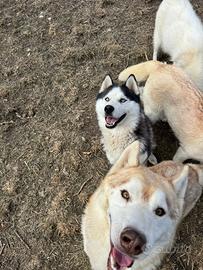 Siberian Husky cuccioli che hanno pedigree
