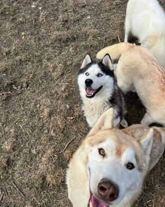 Siberian Husky cuccioli che hanno pedigree