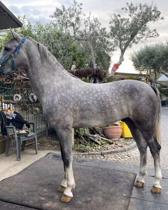 Cavallo KWPN