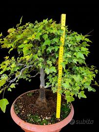 Bonsai acero tridente