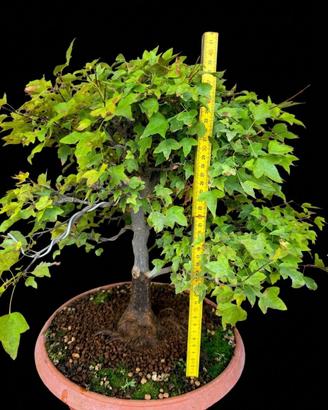 Bonsai acero tridente
