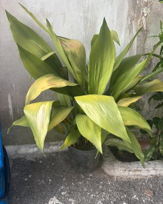 Vasi con Aspidistra verde