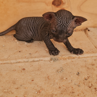 Sphynx gatto nudo