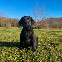 Cuccioli di Labrador Retriever