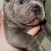 Bulldog francese