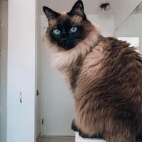 Animal