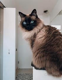 Animal