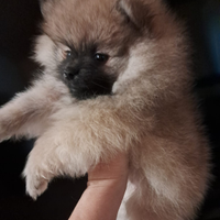 Cuccioli di Volpino di pomerania